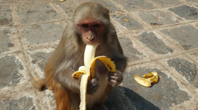 Banana: The Fascinating Connection Between Bananas and Monkeys